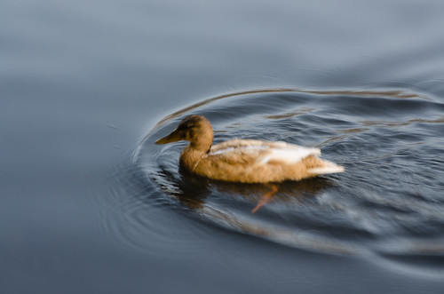 Duck in a cold canal