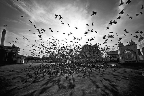 white black birds landscape mosque girishsharmaportfolio