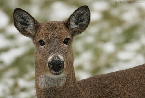 Alert Doe | by bec idz