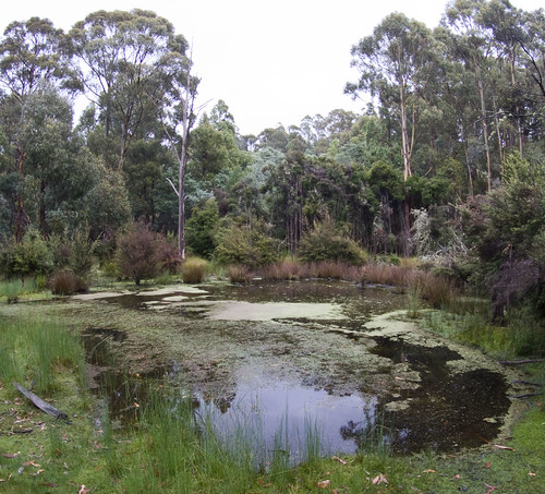 summer rain pond tasmania