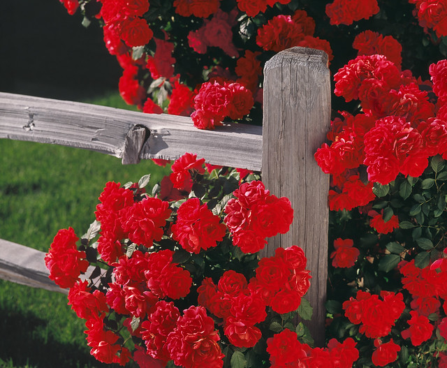 Red Roses climbing a rustic fence
