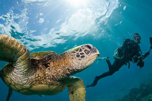 Tubbataha Reef