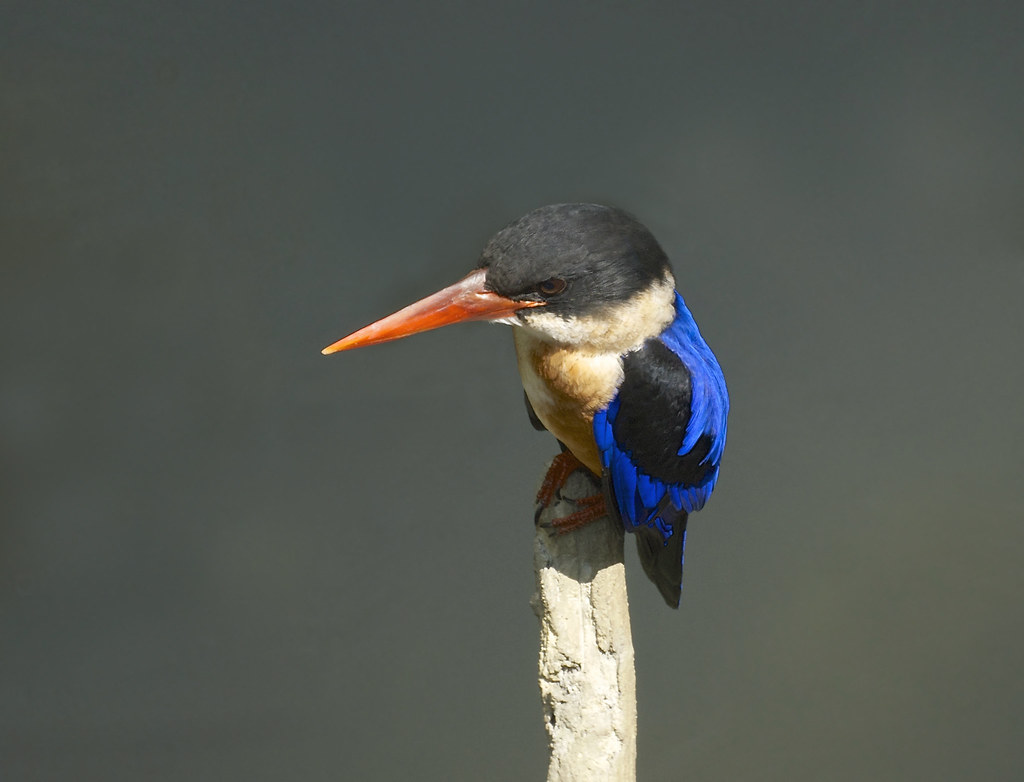 Coraciiformes | Flickr