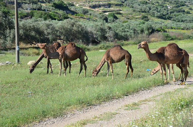 Camels minimarket, Wadi 'Ara
