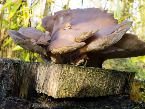 Oyster fungus