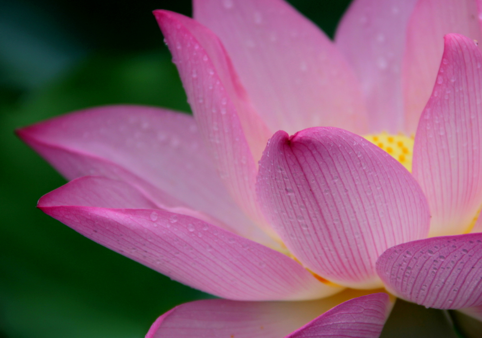 Кувшинка. Lotus Flower background.