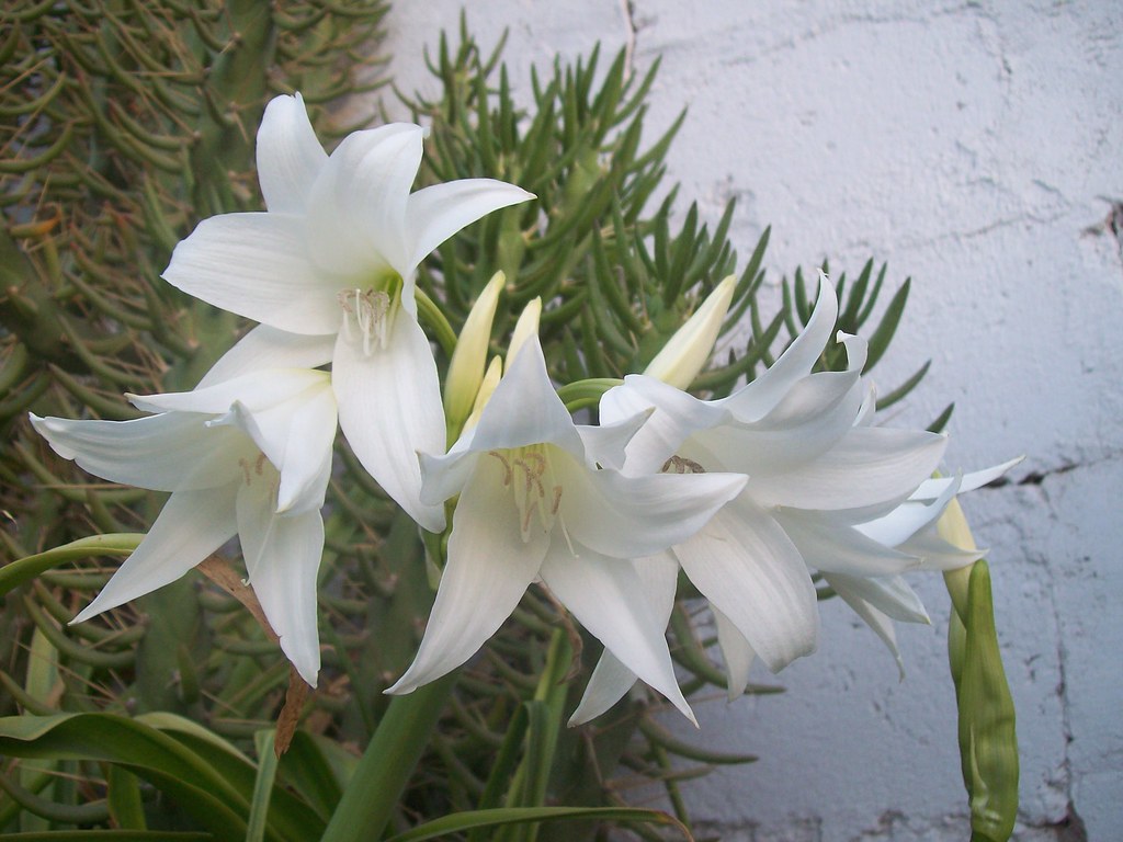 Azucena blanca | La delicadeza belleza de esta flor. Es un b… | Flickr