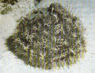 The shortspine urchin (Tripneustes gratilla) is an echinoderm and is one of the 28 that can be found on Guam. Photo taken by Robert F. Myers for Department of Agriculture's Division of Aquatic and Wildlife Resources (DAWR) Fact Sheets.

Robert F. Myers/DAWR