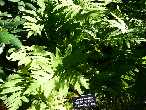 (Onocli sensibilis) Sensitive Fern | by MikehCarroll