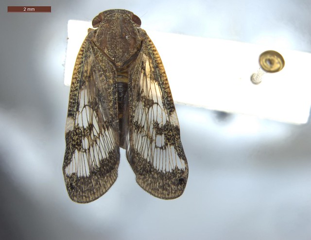 Ricaniidae: Scolypopa australis