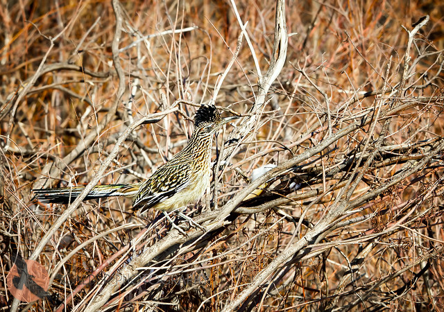 Greater Roadrunner perched in a tree