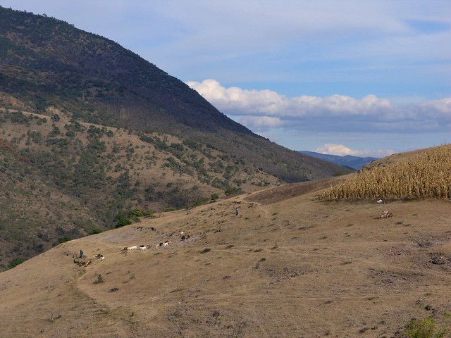 Herding the animals - Pastoreando los animales; entre Magdalena Peñasco y San Mateo Peñasco (Región Mixteca), Oaxaca, Mexico