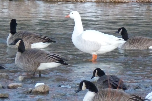 A1010674 Domestic Goose with Canada Geese
