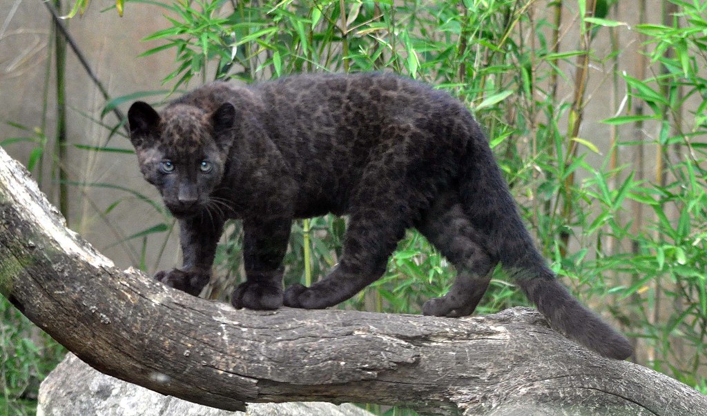 Filhote de Pantera-negra (Panthera onça) - Zoo d`Amnéville… | Flickr