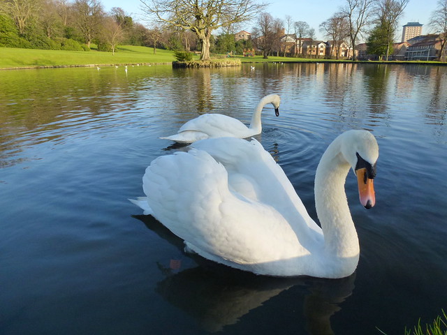 Ferguslie Park Pond swans