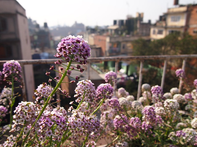 Rooftop-Flower-Kathmandu-Nepal