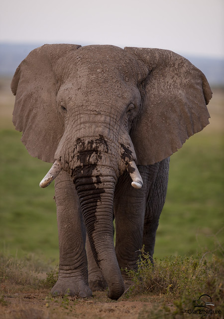 Huge Male Elephant Approaches, Amboseli National Park