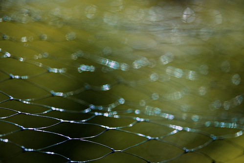 mesh | by saltytheseal
