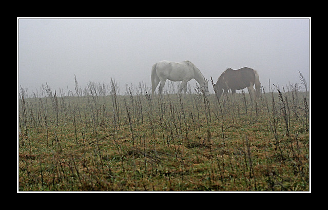 Dans le brouillard ! - In the fog !