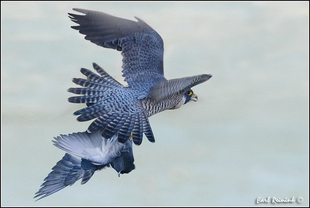 Peregrine Falcon (20111125-0736b)