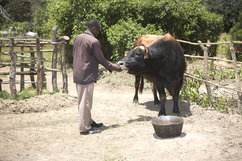 poverty africa farm aid hunger zambia heifer heiferinternational heiferzambia