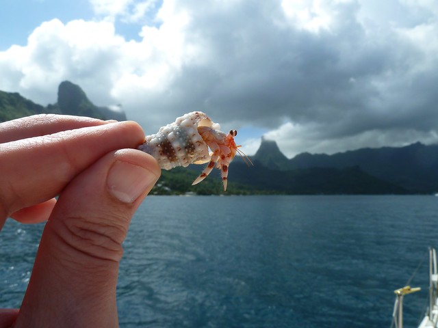 Hermit Crab in Cook's Bay, Moorea, French Polynesia