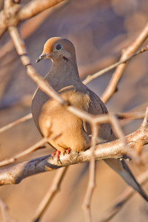 Afternoon, Mourning Dove | by E V Peters