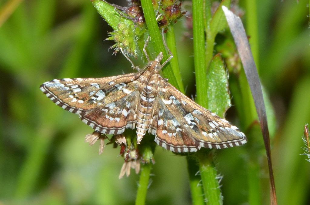 Pretty moth | Looks like it belongs to the Pyralidae family … | Flickr
