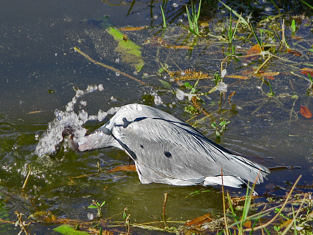 Little Blue Heron (1of 2) Pinellas County Florida