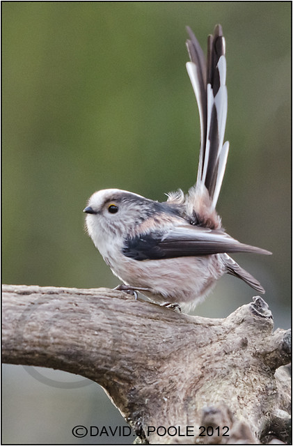 Longtailed Tit