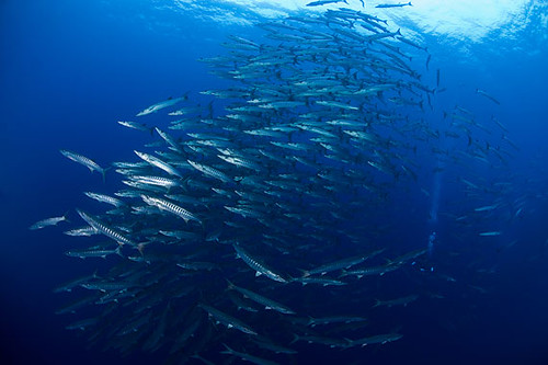 Malapascua