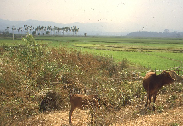 Oxen and rice paddies