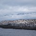 île des cormorans