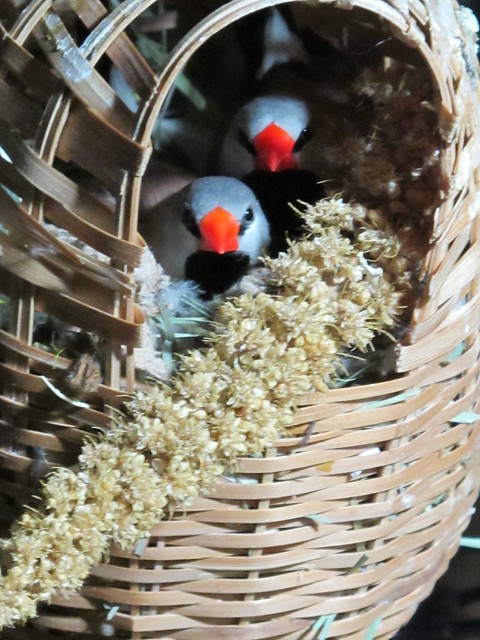 Shafttails with millet...