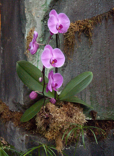 Orchids at Assiniboine Park Conservatory,  Winnipeg. | by Shona/Reikilass