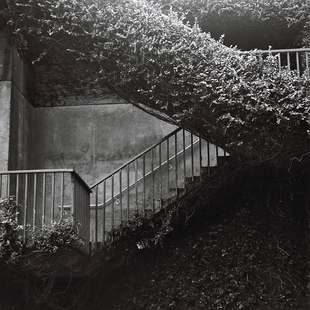 vegetation_stairs