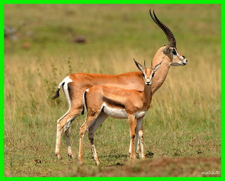 gazelle 34 cheap online