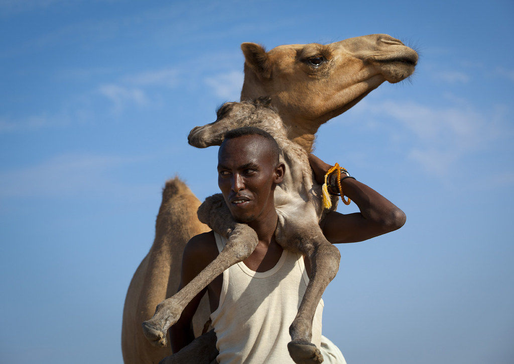 Somali nomad carrying camel new born  - Somaliland