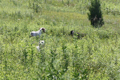 Photo Shoot 785 | by birddogs2011
