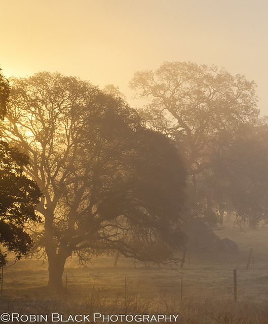 Eyvind Earle Sunrise (Oaks and Fog, Sierra Foothills)