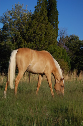 horse mare pony colt palomino goldchampagne