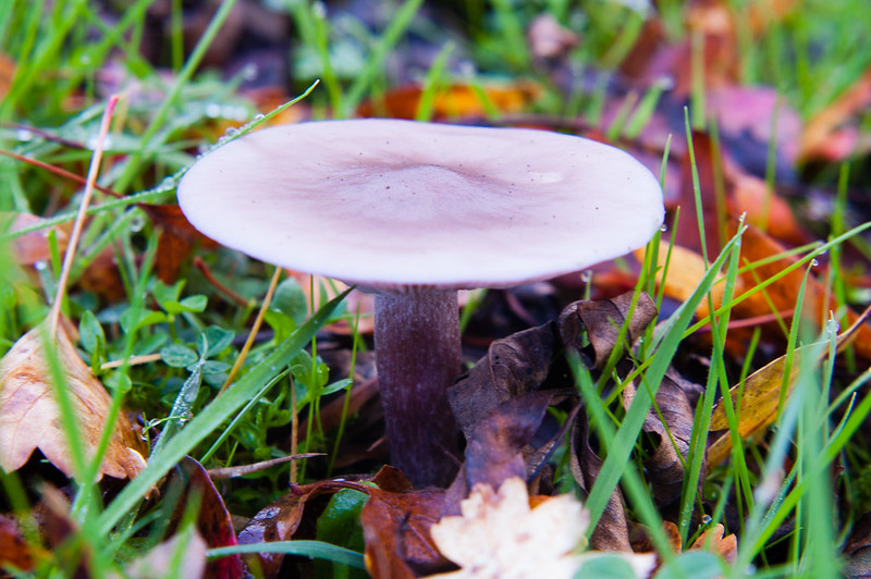 Lilac-coloured mushroom