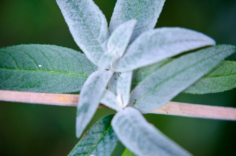 Lightly-frosted buddleia leaves