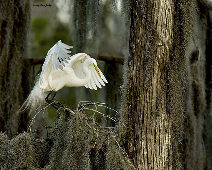 A great egret at the Lafitte Nature Park... by Larry Daugherty (slow for awhile)