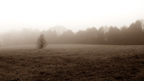 tree fog sepia