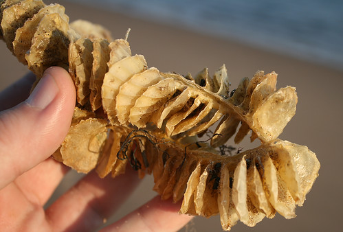 Whelk Egg Case in Staten Island, New York, USA. Jan 2012 | by Tom Turner - NYC