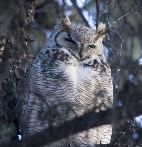 Great Horned Owl | by Dan Arndt