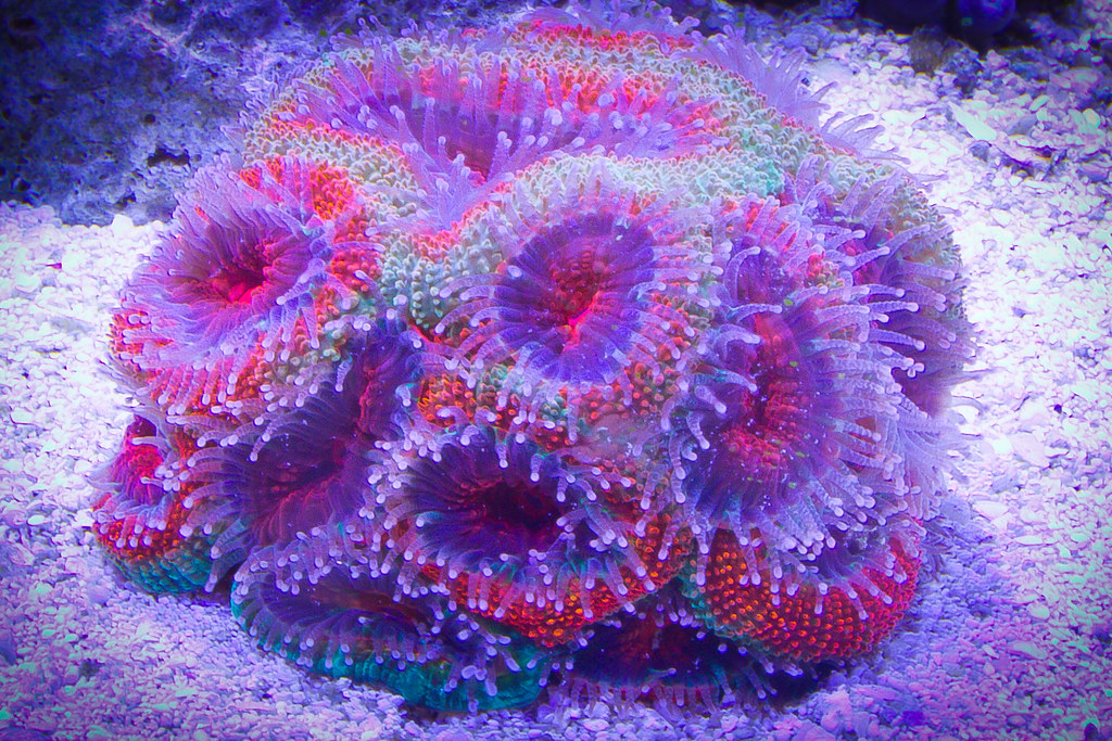 4:52 - Acan Coral (Extreme Detail Theme)