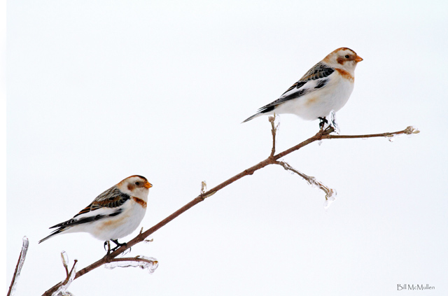 Snow Buntings on a Branch