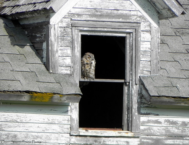 The Owl House, South Eastern Montana